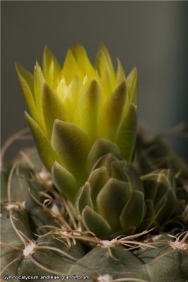 Gymnocalycium andreae grandiflorum.jpg