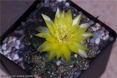 Gymnocalycium andreae grandiflorum  1.jpg