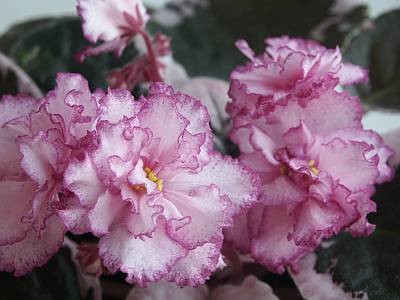 Elizabeth. Cvetenie.jpg