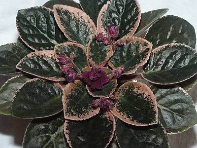 Apache Shadows.Munk.jpg