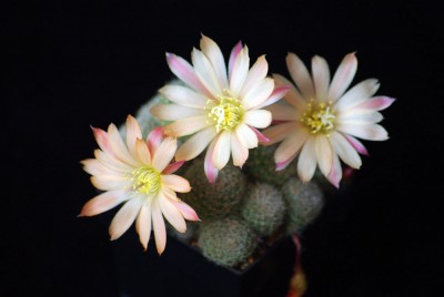 IMGP3585 копия.jpg