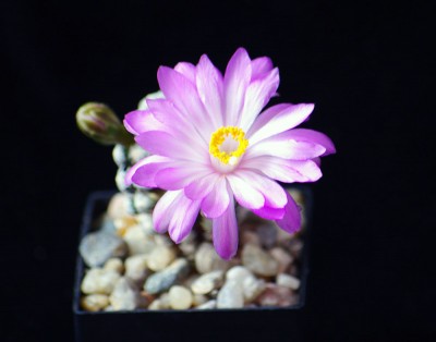 IMGP3628 копия.jpg