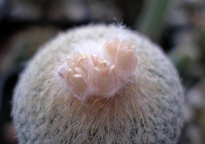 epithelantha.jpg