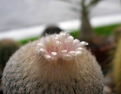 epithelantha4.jpg