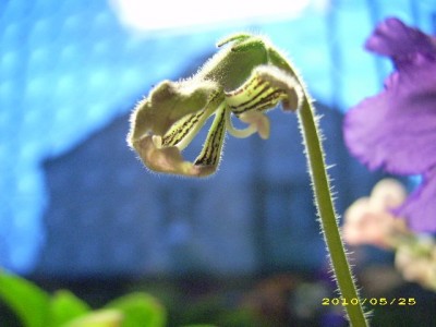 Iced Amethyst Showoff.jpg