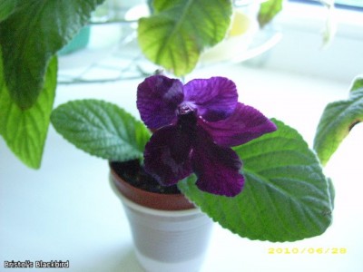 Bristol’s Blackbird.jpg