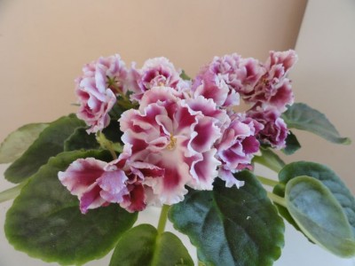 vishnja odumalasj.jpg