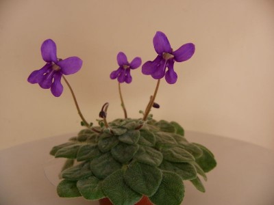 petrocosmea Flaccida s1.jpg