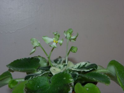 Senk's Vespa Verde.jpg