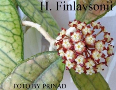H. Finlaysonii_WWW.JPG
