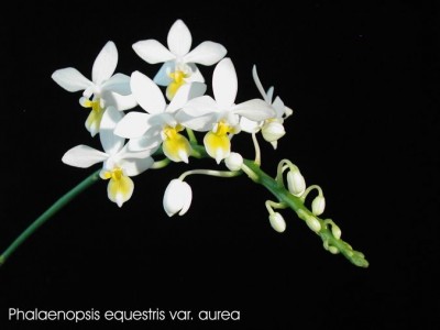 Phal. equestris var. aurea.jpg