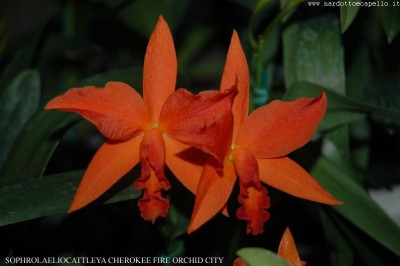 SOPHROLAELIOCATTLEYA CHEROKEE FIRE ORCHID CITY.jpg