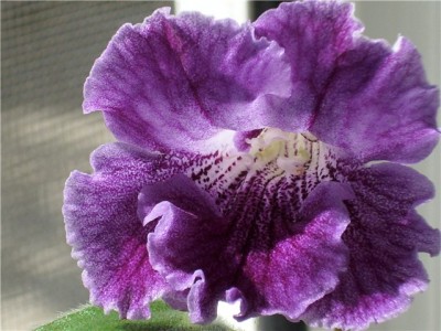 Streptocarpus Arka.......JPG