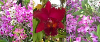 orkidea1.jpg