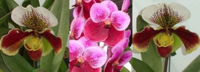 orkidea2.jpg