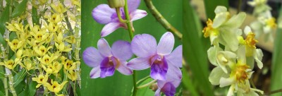 orkidea4.jpg