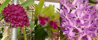 orkidea5.jpg
