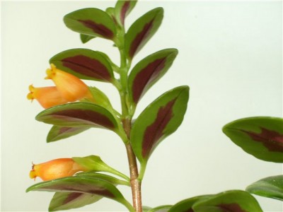 Nematanthus.JPG 1.jpg