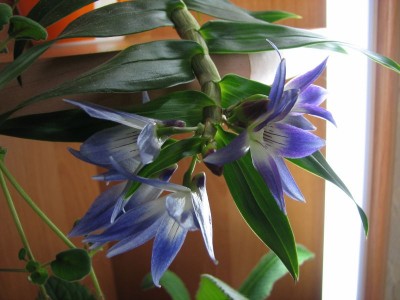 dendrobium_victoria_reginae.jpg