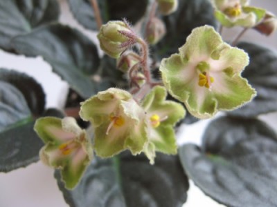 AN-Jablochnyj Spas. Cvetok.jpg