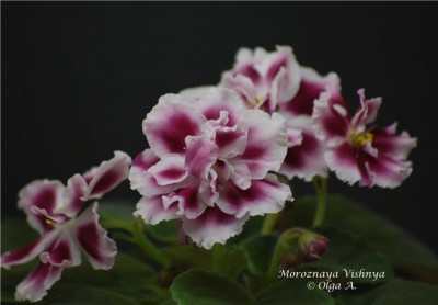 Moroznaya Vishnya 1.jpg