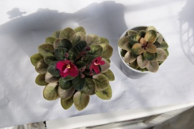 DSC09992 (640x427) (2).jpg