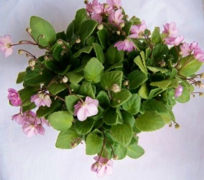 DSC00020 (800x533) (490x432).jpg