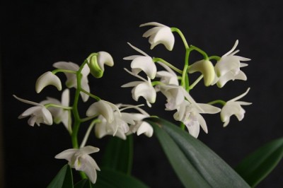 Dendrobium Delicatum White Delight.jpg