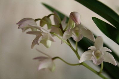 dendr.kingianum 4.jpg