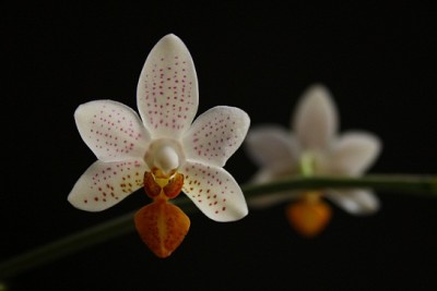 mini mark väike.jpg