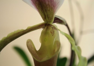 paphiopedilum coccineum 4.jpg
