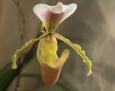 paphiopedilum coccineum 3.jpg