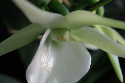 angraecum veitchii.jpg