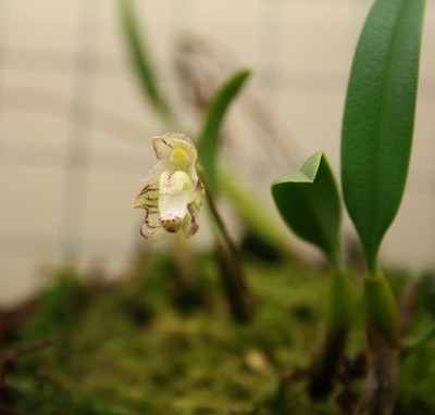 Bulbophyllum ambrosia.jpg