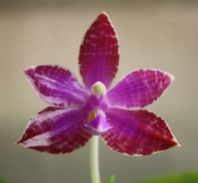 phalaenopsis luedemaniana.jpg