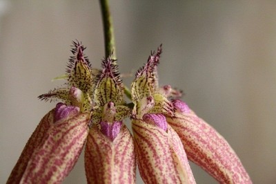 Bulb. Elizabeth Ann.jpg