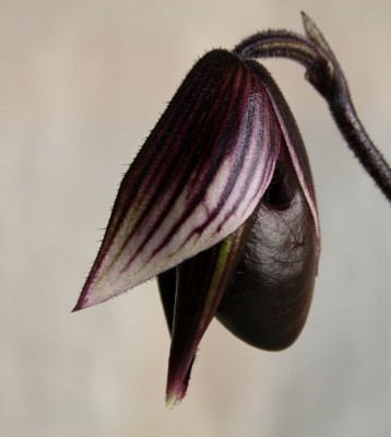 murjam lähedalt.jpg