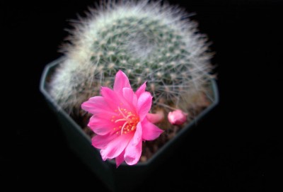 rebutia.jpg