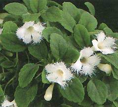 Alsobia-dianthiflora1.jpg