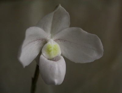 paphiopedilum niveum hübriid.jpg