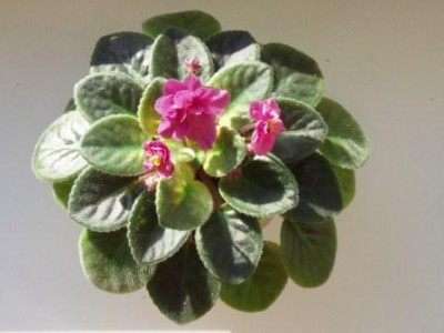 Rob's Squeeze Toy.jpg