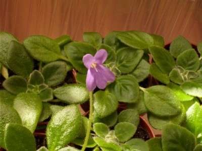 Petrocosmea Fluffer Nutter.jpg