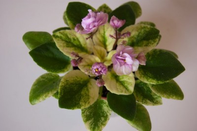 Rob´s Cool Fruit.jpg