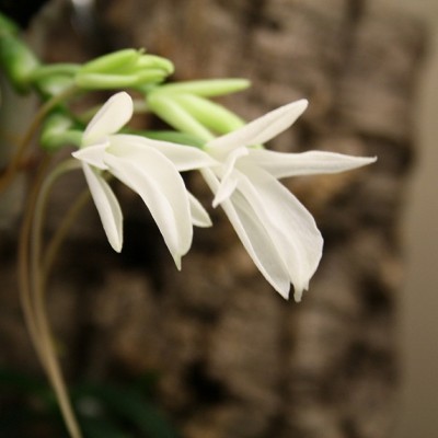 aerangis fastuosa.jpg