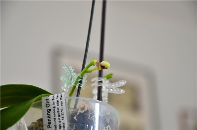 Phal. tetraspis.jpg