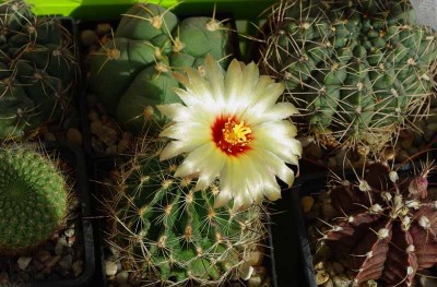 IMGP5850 копия.jpg