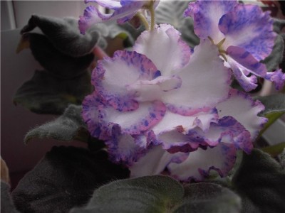 Modern Talking 1.jpg