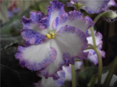 Modern Talking 2.jpg