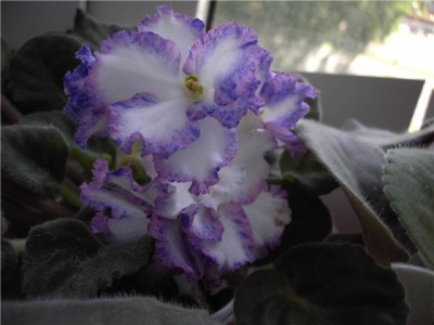 Modern Talking 3.jpg