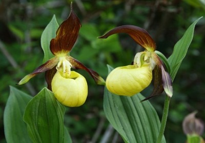 cypripedium calceolus.jpg